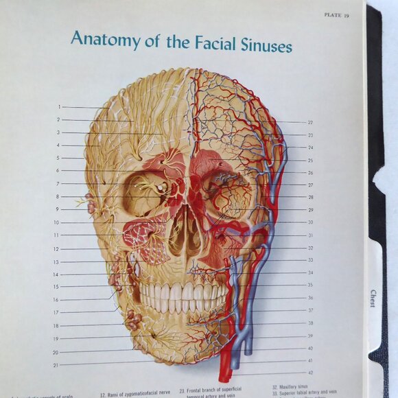VINTAGE 1956 ATLAS OF NORMAL ANATOMY ILLUSTRATED SPIRAL BOUND ODDITY - Picture 7 of 11